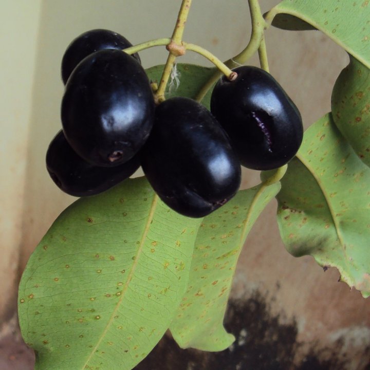 Java Plum