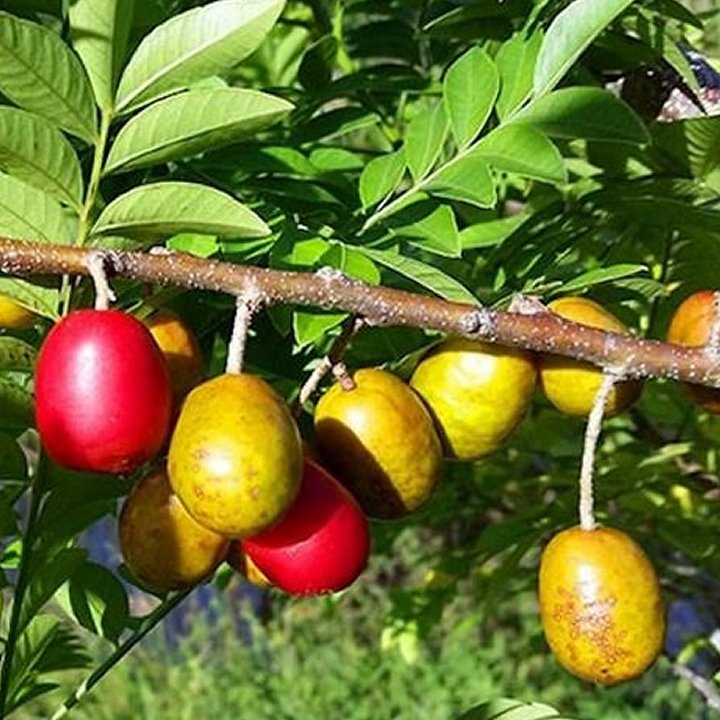 June Plum (Jocote)