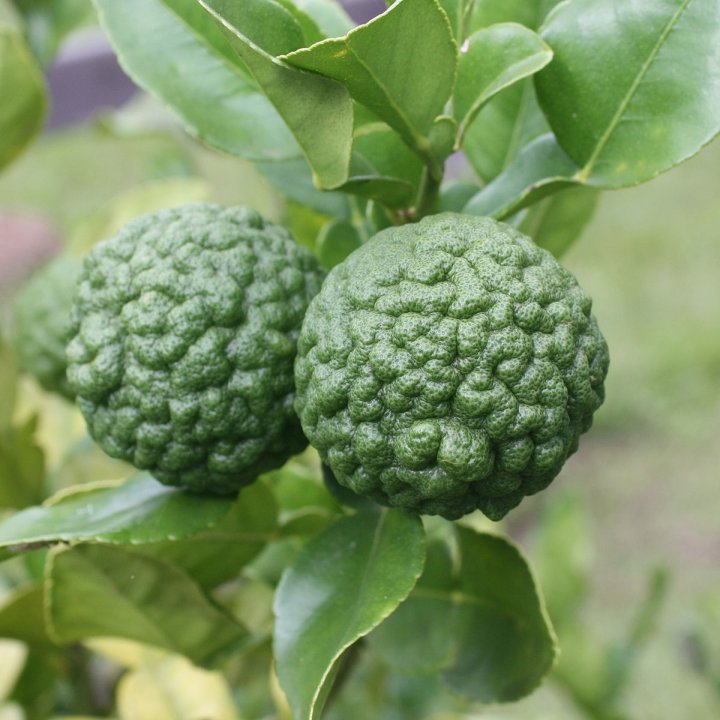 Kaffir Lime