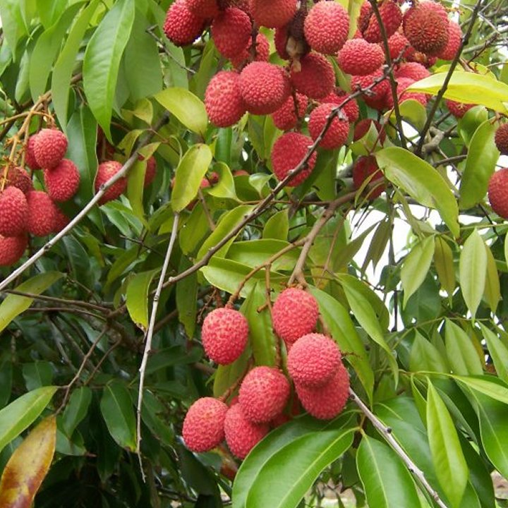 Lychee