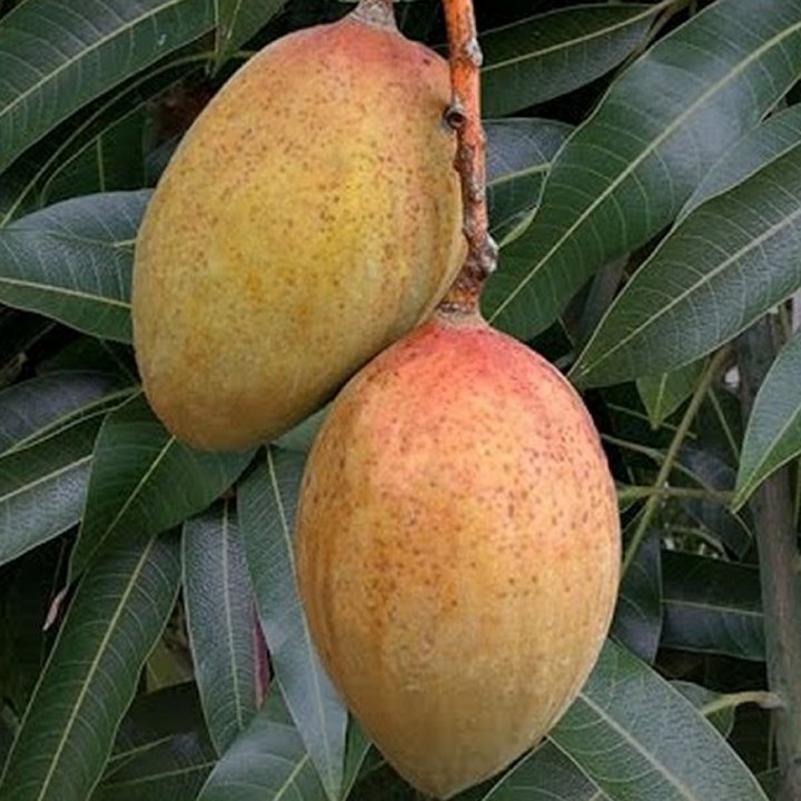 Pickering Mango