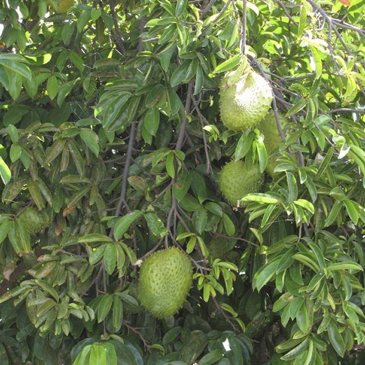 Soursop