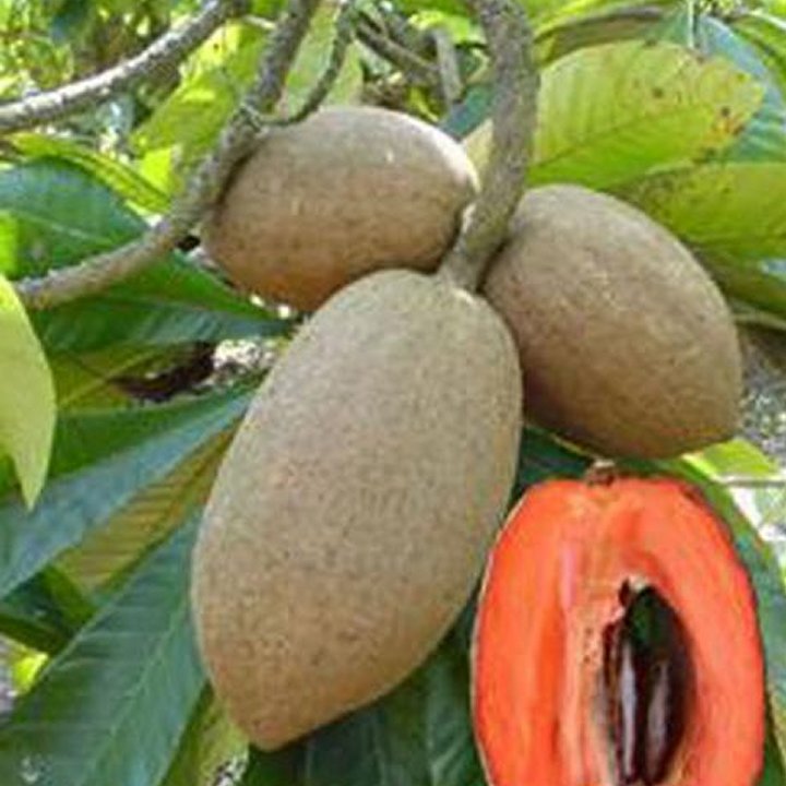 Mamey Sapote