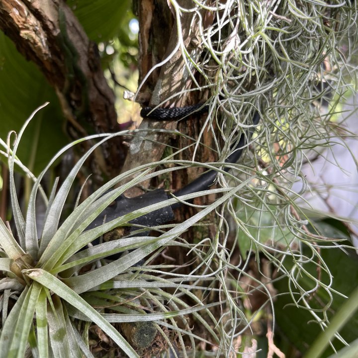 Air Plants