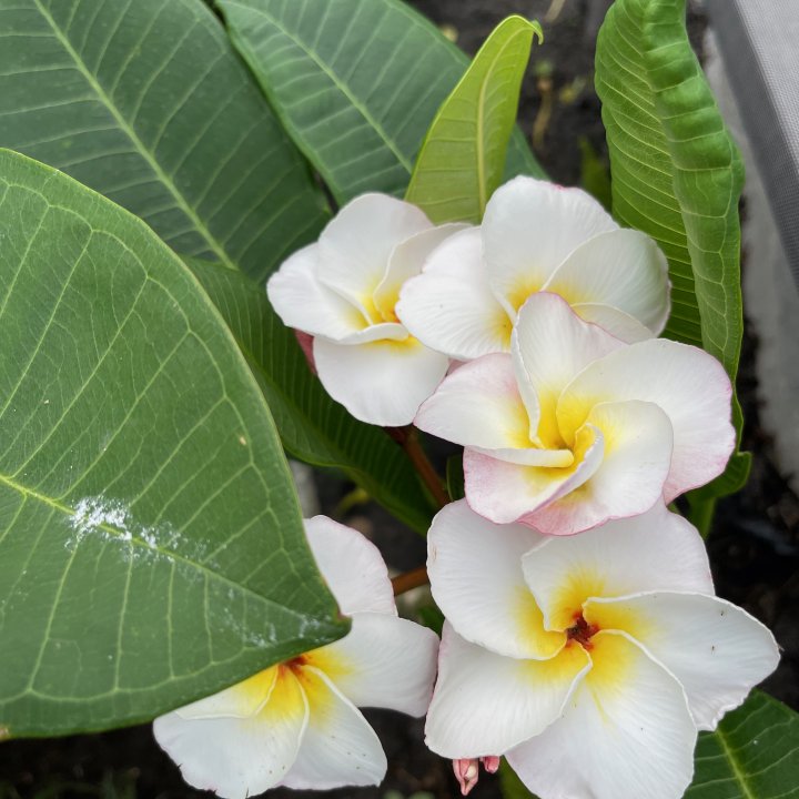 White Plumeria 