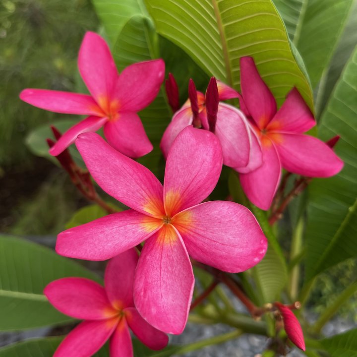 Hot Pink Plumeria