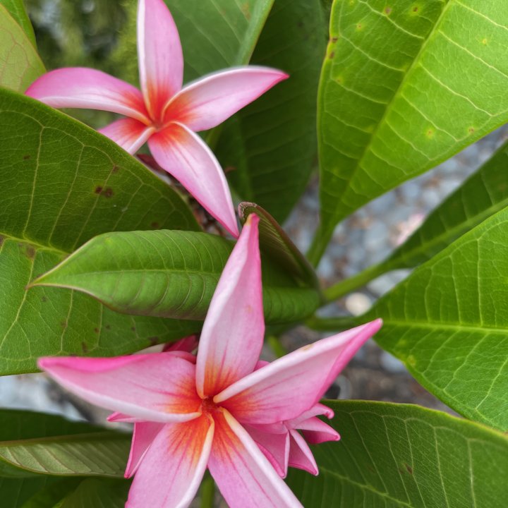 Starfish Pink Plumeria