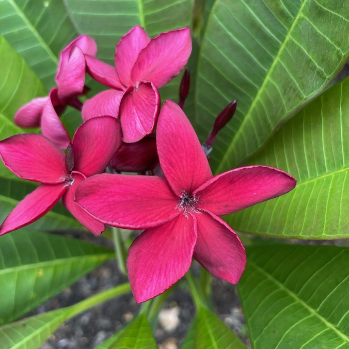 Burgundy Plumeria