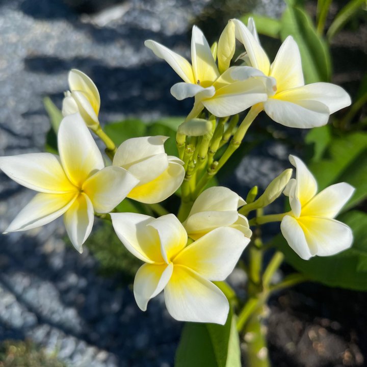 Yellow Plumeria