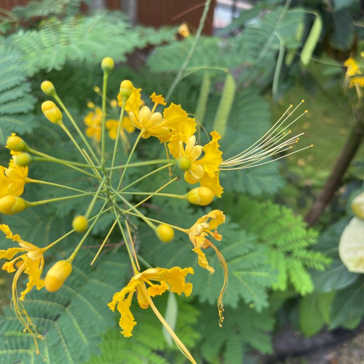 Yellow Royal Poinciana