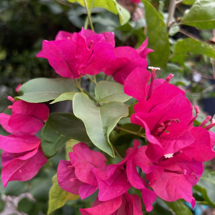 Bougainvillea