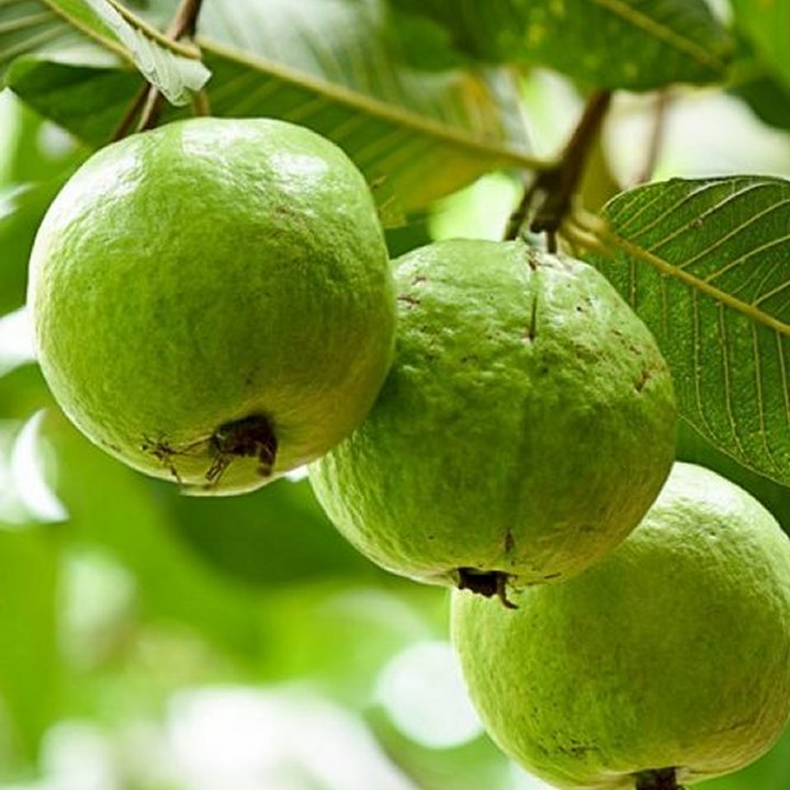 Guava