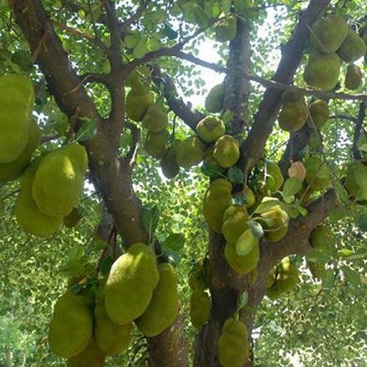 Jack Fruit