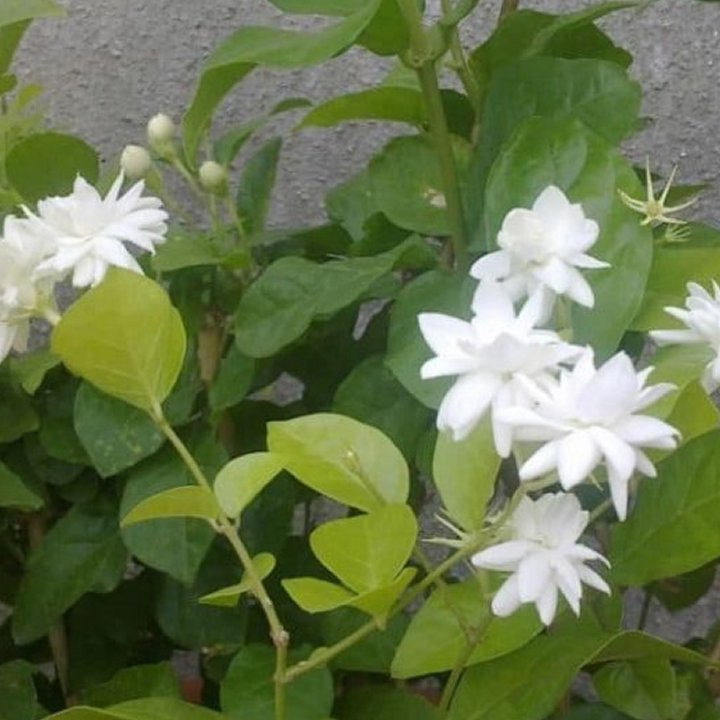 Arabian Jasmine