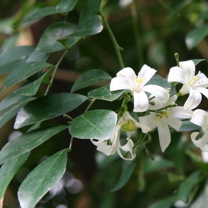 Orange Jasmine